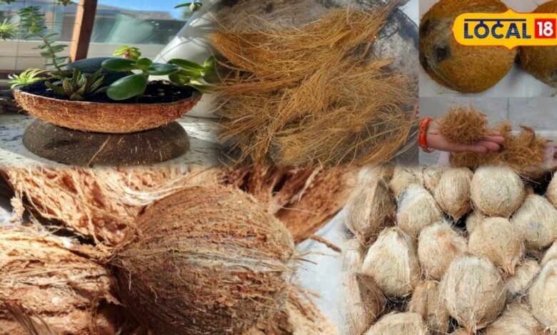 Gardening Tips: फेंकने से पहले सोचें... नारियल के छिलके और शेल से संवारें अपना किचन गार्डन, ये है यूनिक आइडिया