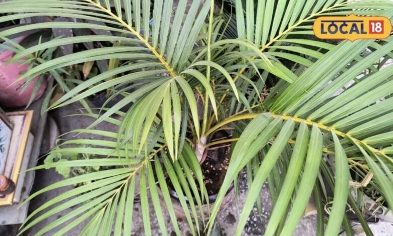 Gardening Tips: बारिश के मौसम में पौधों को बचाने के ये हैं 5 आसान तरीके, प्लांट्स की ग्रोथ हो जाएगी डबल