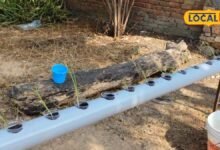 Gardening Tips: मिट्टी के बिना कैसे उगते हैं पौधे? हाइड्रोपोनिक गार्डनिंग का ये आसान तरीका कर देगा हैरान
