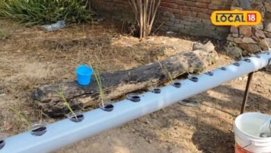 Gardening Tips: मिट्टी के बिना कैसे उगते हैं पौधे? हाइड्रोपोनिक गार्डनिंग का ये आसान तरीका कर देगा हैरान