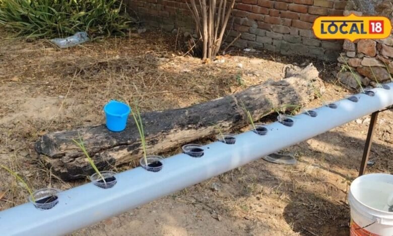Gardening Tips: मिट्टी के बिना कैसे उगते हैं पौधे? हाइड्रोपोनिक गार्डनिंग का ये आसान तरीका कर देगा हैरान