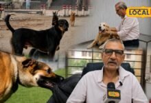 Ghaziabad News : क्या हीट पीरियड से बढ़ रहा कुत्तों का आंतक? गाजियाबाद के अस्पतालों में आई डॉग बाइट की बाढ़