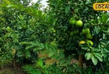Guava Farming Guide & Varieties | अमरूद की खेती और उन्नत तकनीक