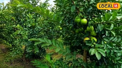 Guava Farming Guide & Varieties | अमरूद की खेती और उन्नत तकनीक