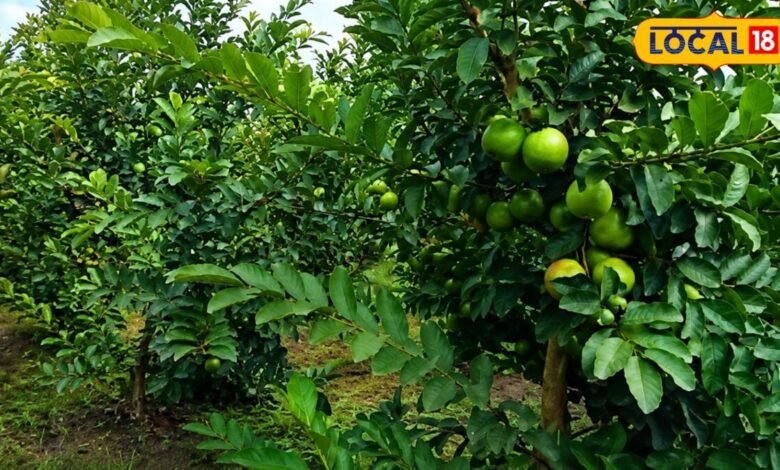 Guava Farming Guide & Varieties | अमरूद की खेती और उन्नत तकनीक