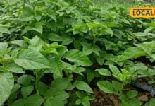 Gwar Crop Pest Attack | ग्वार में रस चूसक कीटों का प्रकोप | Gwar ki fasal ko kaise bachayen
