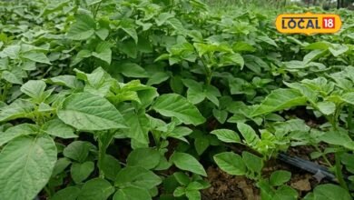 Gwar Crop Pest Attack | ग्वार में रस चूसक कीटों का प्रकोप | Gwar ki fasal ko kaise bachayen