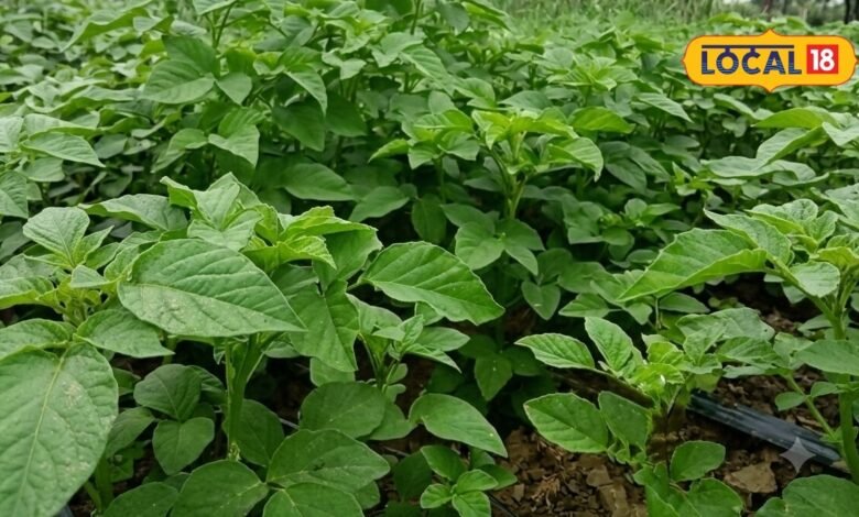 Gwar Crop Pest Attack | ग्वार में रस चूसक कीटों का प्रकोप | Gwar ki fasal ko kaise bachayen