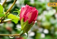 Health tips : बालों को बना देगा काला-घना, लेकिन इनके लिए खतरनाक...जानें गुड़हल के फायदे-नुकसान
