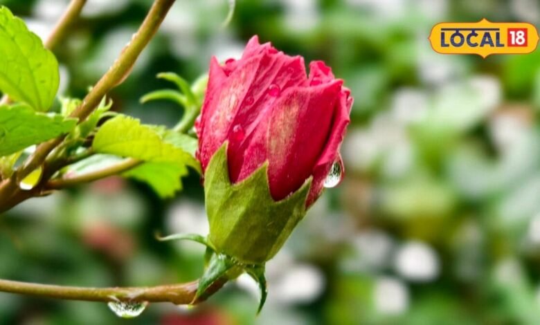 Health tips : बालों को बना देगा काला-घना, लेकिन इनके लिए खतरनाक...जानें गुड़हल के फायदे-नुकसान