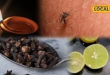 Home Remedy to Repel Mosquitoes | Easy Way to Repel Mosquitoes | मच्छर भगाने का देसी नुस्खा | मिट्टी के दीये से मच्छर कैसे भगाएं |