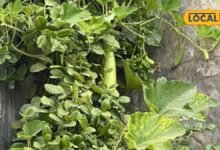 How to Grow Bottle Gourd at Home | How to Plant Bottle Gourd Vines | गमले में लौकी कैसे उगाएं