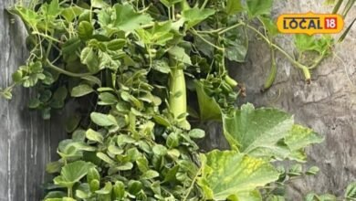 How to Grow Bottle Gourd at Home | How to Plant Bottle Gourd Vines | गमले में लौकी कैसे उगाएं