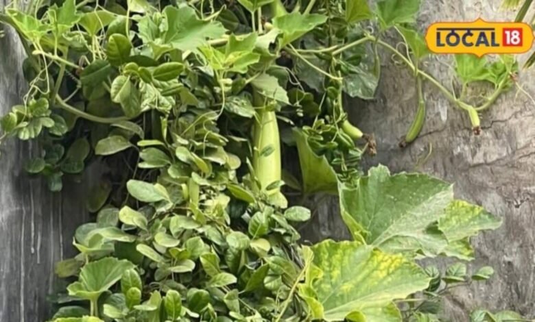 How to Grow Bottle Gourd at Home | How to Plant Bottle Gourd Vines | गमले में लौकी कैसे उगाएं