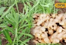 How to Grow Ginger at Home | How to Grow Ginger in a Grow Bag | अदरक उगाने के टिप्स | घर पर अदरक उगाने का आसान तरीका |