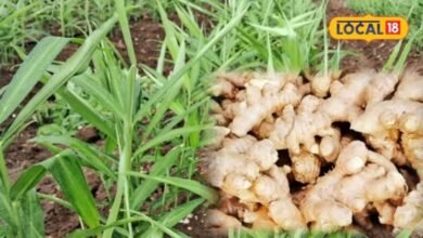 How to Grow Ginger at Home | How to Grow Ginger in a Grow Bag | अदरक उगाने के टिप्स | घर पर अदरक उगाने का आसान तरीका |