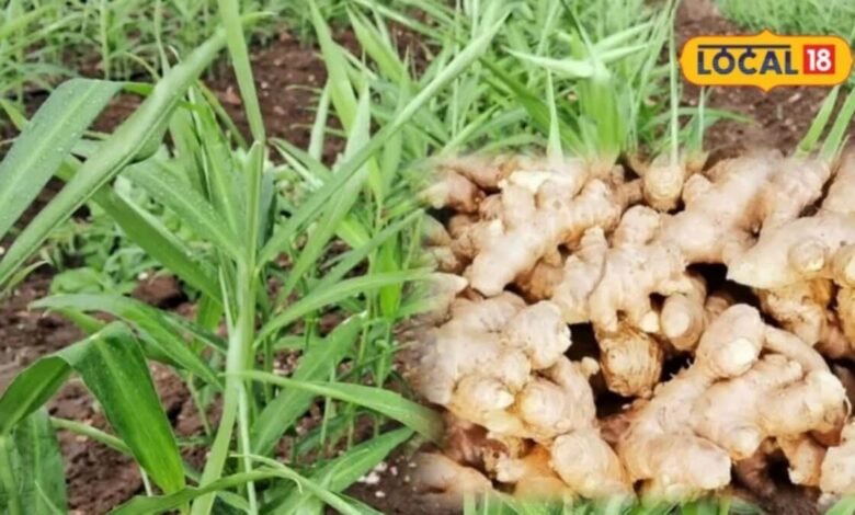 How to Grow Ginger at Home | How to Grow Ginger in a Grow Bag | अदरक उगाने के टिप्स | घर पर अदरक उगाने का आसान तरीका |