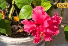 How to Grow Plant From Cutting | Method of Propagating Plants From Cuttings | पौधों की कटिंग कैसे लगाएं | कटिंग से पौधे तैयार करने का तरीका |
