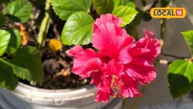 How to Grow Plant From Cutting | Method of Propagating Plants From Cuttings | पौधों की कटिंग कैसे लगाएं | कटिंग से पौधे तैयार करने का तरीका |
