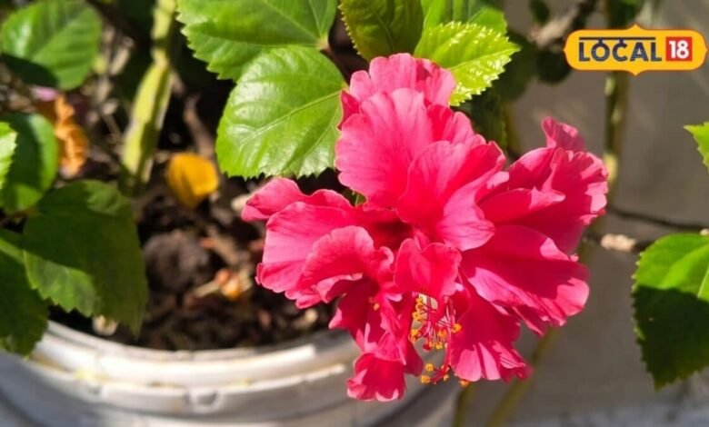 How to Grow Plant From Cutting | Method of Propagating Plants From Cuttings | पौधों की कटिंग कैसे लगाएं | कटिंग से पौधे तैयार करने का तरीका |