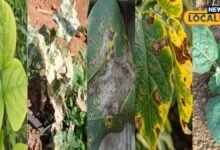 How to Identify Disease Symptoms on Crop Leaves | Measures to Protect Crops From Disease | फसल में कीटों के प्रकोप को कैसे रोकें |