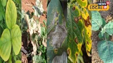 How to Identify Disease Symptoms on Crop Leaves | Measures to Protect Crops From Disease | फसल में कीटों के प्रकोप को कैसे रोकें |