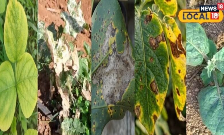 How to Identify Disease Symptoms on Crop Leaves | Measures to Protect Crops From Disease | फसल में कीटों के प्रकोप को कैसे रोकें |