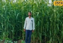Innovative Farming Jodhpur Farmer Income 15 Lakh | जोधपुर किसान सुमेरसिंह नवाचार