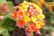 Lantana Camara Plant Tips | घर के गार्डन में लगाएं लैंटाना कैमरा पौधा