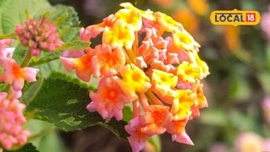 Lantana Camara Plant Tips | घर के गार्डन में लगाएं लैंटाना कैमरा पौधा