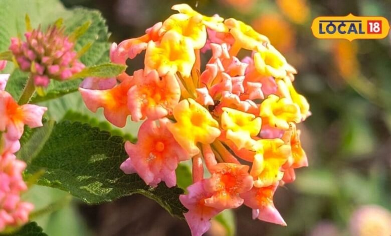 Lantana Camara Plant Tips | घर के गार्डन में लगाएं लैंटाना कैमरा पौधा