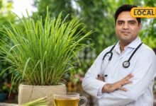 Monsoon Gardening Tips : बरसात आते ही फरीदाबाद की नर्सरियों में टूट पड़े लोग, सब मांग रहे एक ही पौधा