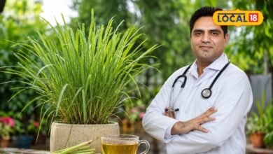 Monsoon Gardening Tips : बरसात आते ही फरीदाबाद की नर्सरियों में टूट पड़े लोग, सब मांग रहे एक ही पौधा