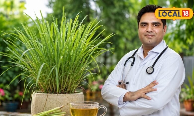 Monsoon Gardening Tips : बरसात आते ही फरीदाबाद की नर्सरियों में टूट पड़े लोग, सब मांग रहे एक ही पौधा