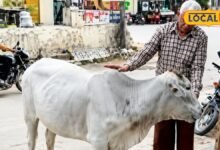 Nagaur News: न फीस, न इनाम...30 साल से निस्वार्थ पशु सेवा, 5 हजार से ज्यादा प्रसव में मदद कर चुके सीताराम