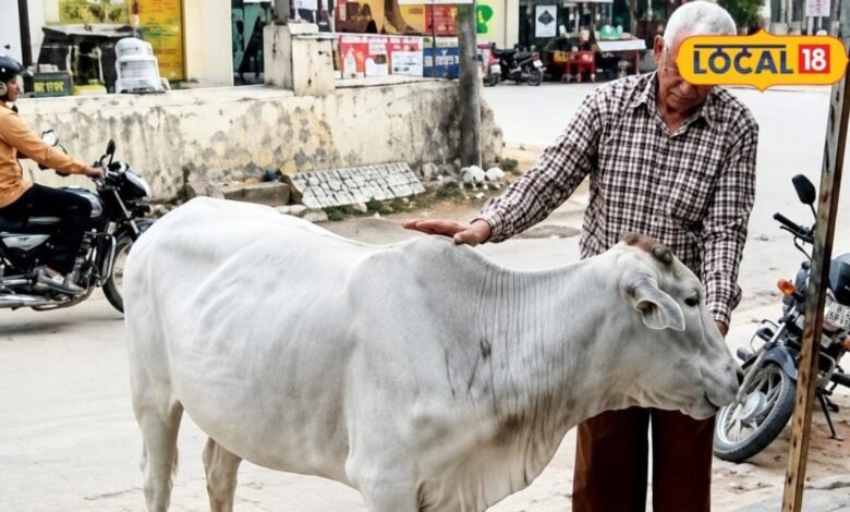 Nagaur News: न फीस, न इनाम...30 साल से निस्वार्थ पशु सेवा, 5 हजार से ज्यादा प्रसव में मदद कर चुके सीताराम