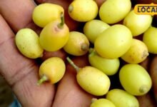 Nimboli Benefits: कड़वी जरूर है, लेकिन कमाल की है नीम की निंबोली, इम्यूनिटी से लेकर त्वचा तक देती है कई फायदे