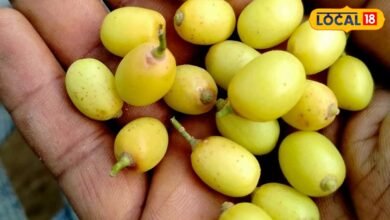 Nimboli Benefits: कड़वी जरूर है, लेकिन कमाल की है नीम की निंबोली, इम्यूनिटी से लेकर त्वचा तक देती है कई फायदे