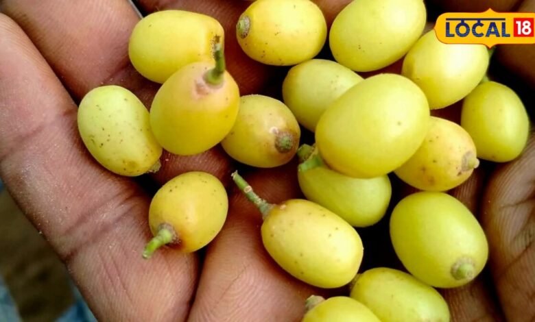 Nimboli Benefits: कड़वी जरूर है, लेकिन कमाल की है नीम की निंबोली, इम्यूनिटी से लेकर त्वचा तक देती है कई फायदे