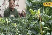 Okra Pest Attack: भिंडी की फसल पर फली छेदक कीट का हमला; किसान ऐसे करें फसल का बचाव, कृषि विभाग ने दी सलाह