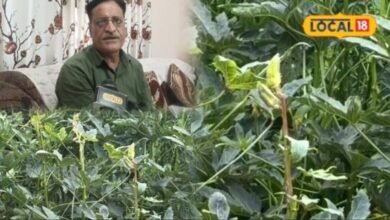 Okra Pest Attack: भिंडी की फसल पर फली छेदक कीट का हमला; किसान ऐसे करें फसल का बचाव, कृषि विभाग ने दी सलाह