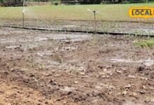 Rabi Crop: किसान अभी से कर लें तैयारी, गेहूं-चना-सरसों की बुवाई से पहले इन बातों का रखें खास ध्यान
