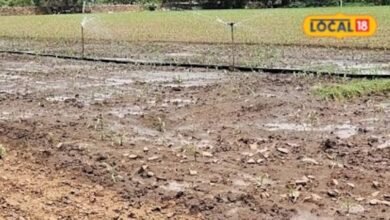 Rabi Crop: किसान अभी से कर लें तैयारी, गेहूं-चना-सरसों की बुवाई से पहले इन बातों का रखें खास ध्यान