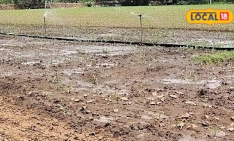 Rabi Crop: किसान अभी से कर लें तैयारी, गेहूं-चना-सरसों की बुवाई से पहले इन बातों का रखें खास ध्यान