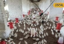 Rajasthan Poultry Farming Scheme | Rajasthan Poultry Development Program | राजस्थान मुर्गी पालन योजना | एलआईटी चूजे की खासियत |