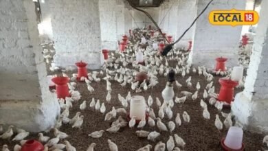 Rajasthan Poultry Farming Scheme | Rajasthan Poultry Development Program | राजस्थान मुर्गी पालन योजना | एलआईटी चूजे की खासियत |