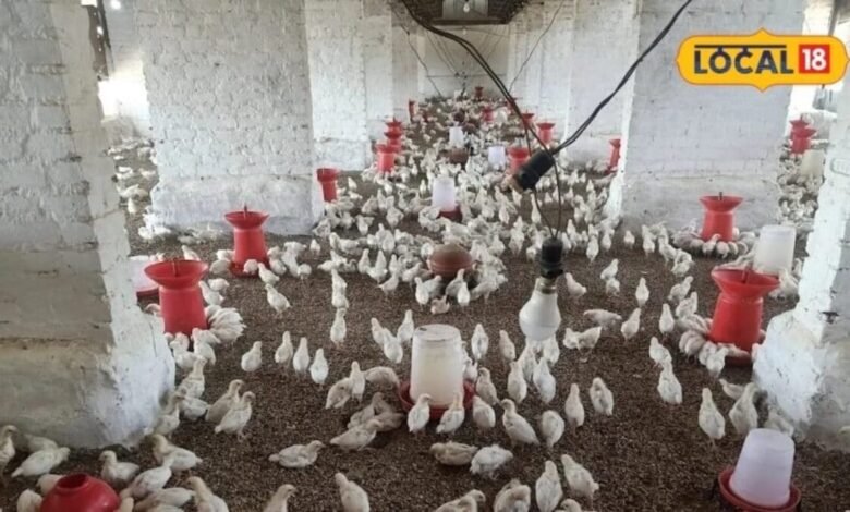 Rajasthan Poultry Farming Scheme | Rajasthan Poultry Development Program | राजस्थान मुर्गी पालन योजना | एलआईटी चूजे की खासियत |