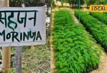 Sahjan Farming in Jhunjhunu | झुंझुनूं में सहजन की खेती से बंपर मुनाफा
