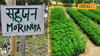 Sahjan Farming in Jhunjhunu | झुंझुनूं में सहजन की खेती से बंपर मुनाफा