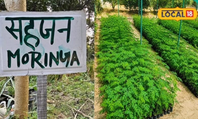 Sahjan Farming in Jhunjhunu | झुंझुनूं में सहजन की खेती से बंपर मुनाफा